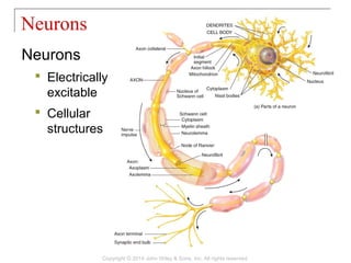 Neurons
 Electrically
excitable
 Cellular
structures
Neurons
Copyright © 2014 John Wiley & Sons, Inc. All rights reserved.
 
