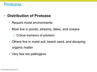 © 2015 Pearson Education, Inc.
Protozoa
• Distribution of Protozoa
• Require moist environments
• Most live in ponds, streams, lakes, and oceans
• Critical members of plankton
• Others live in moist soil, beach sand, and decaying
organic matter
• Very few are pathogens
 