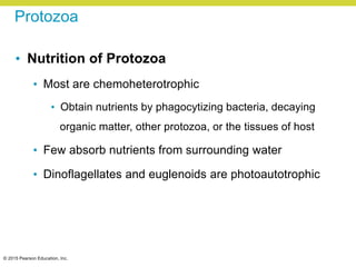 © 2015 Pearson Education, Inc.
Protozoa
• Nutrition of Protozoa
• Most are chemoheterotrophic
• Obtain nutrients by phagocytizing bacteria, decaying
organic matter, other protozoa, or the tissues of host
• Few absorb nutrients from surrounding water
• Dinoflagellates and euglenoids are photoautotrophic
 