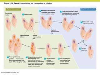 © 2015 Pearson Education, Inc.
Figure 12.6 Sexual reproduction via conjugation in ciliates.
Original macronucleus
disintegrates. Four
micronuclei become
macronuclei by replicating
chromosomes numerous
times; four micronuclei
remain micronuclei.
Three mitoses
without
cytokinesis
produce eight
micronuclei.
The two different
micronuclei fuse
to form diploid
micronucleus.
9 Three cytokineses
partition a macronucleus
and a micronucleus into
each of four daughter cells.
5 Partners
separate.
4 Mates each swap
one micronucleus.
Haploid
micronucleus
(1n)
Diploid
micronucleus
(2n)
Macronucleus
(50n)
Compatible
mates
1 Mates couple.
2 Meiosis of micronuclei
produces four haploid
micronuclei in each.
3 Three micronuclei in each
disintegrate; the remaining
two replicate by mitosis.
Haploid micronuclei
Diploid micronuclei
6
7
8
 