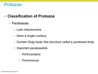 © 2015 Pearson Education, Inc.
Protozoa
• Classification of Protozoa
• Parabasala
• Lack mitochondria
• Have a single nucleus
• Contain Golgi body–like structure called a parabasal body
• Important parabasalids
• Trichonympha
• Trichomonas
 