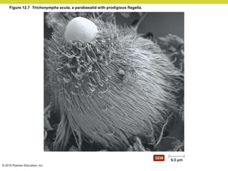 © 2015 Pearson Education, Inc.
Figure 12.7 Trichonympha acuta, a parabasalid with prodigious flagella.
 