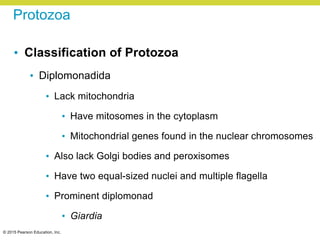 © 2015 Pearson Education, Inc.
Protozoa
• Classification of Protozoa
• Diplomonadida
• Lack mitochondria
• Have mitosomes in the cytoplasm
• Mitochondrial genes found in the nuclear chromosomes
• Also lack Golgi bodies and peroxisomes
• Have two equal-sized nuclei and multiple flagella
• Prominent diplomonad
• Giardia
 