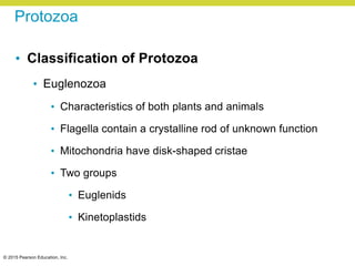 © 2015 Pearson Education, Inc.
Protozoa
• Classification of Protozoa
• Euglenozoa
• Characteristics of both plants and animals
• Flagella contain a crystalline rod of unknown function
• Mitochondria have disk-shaped cristae
• Two groups
• Euglenids
• Kinetoplastids
 
