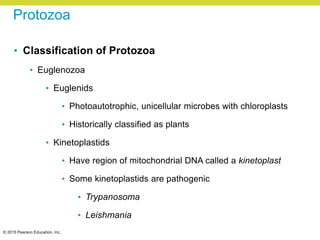 © 2015 Pearson Education, Inc.
Protozoa
• Classification of Protozoa
• Euglenozoa
• Euglenids
• Photoautotrophic, unicellular microbes with chloroplasts
• Historically classified as plants
• Kinetoplastids
• Have region of mitochondrial DNA called a kinetoplast
• Some kinetoplastids are pathogenic
• Trypanosoma
• Leishmania
 