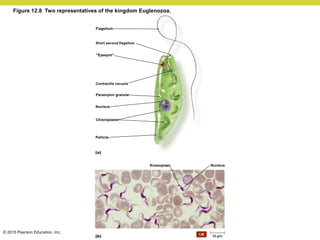 © 2015 Pearson Education, Inc.
Flagellum
"Eyespot"
Short second flagellum
Contractile vacuole
Paramylon granule
Nucleus
Chloroplasts
Pellicle
Kinetoplast Nucleus
Figure 12.8 Two representatives of the kingdom Euglenozoa.
 