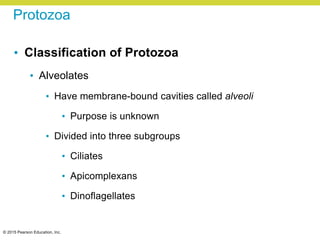 © 2015 Pearson Education, Inc.
Protozoa
• Classification of Protozoa
• Alveolates
• Have membrane-bound cavities called alveoli
• Purpose is unknown
• Divided into three subgroups
• Ciliates
• Apicomplexans
• Dinoflagellates
 