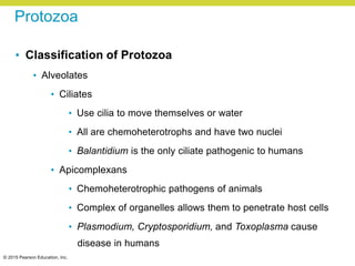 © 2015 Pearson Education, Inc.
Protozoa
• Classification of Protozoa
• Alveolates
• Ciliates
• Use cilia to move themselves or water
• All are chemoheterotrophs and have two nuclei
• Balantidium is the only ciliate pathogenic to humans
• Apicomplexans
• Chemoheterotrophic pathogens of animals
• Complex of organelles allows them to penetrate host cells
• Plasmodium, Cryptosporidium, and Toxoplasma cause
disease in humans
 