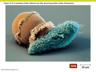 © 2015 Pearson Education, Inc.
Figure 12.10 A predatory ciliate, Didinium (on left), devouring another ciliate, Paramecium.
 