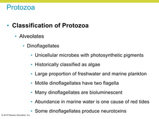 © 2015 Pearson Education, Inc.
Protozoa
• Classification of Protozoa
• Alveolates
• Dinoflagellates
• Unicellular microbes with photosynthetic pigments
• Historically classified as algae
• Large proportion of freshwater and marine plankton
• Motile dinoflagellates have two flagella
• Many dinoflagellates are bioluminescent
• Abundance in marine water is one cause of red tides
• Some dinoflagellates produce neurotoxins
 