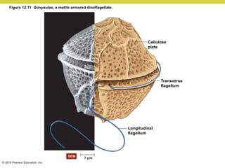 © 2015 Pearson Education, Inc.
Cellulose
plate
Transverse
flagellum
Longitudinal
flagellum
Figure 12.11 Gonyaulax, a motile armored dinoflagellate.
 