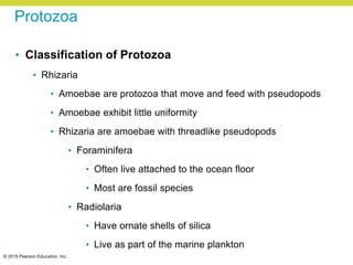© 2015 Pearson Education, Inc.
Protozoa
• Classification of Protozoa
• Rhizaria
• Amoebae are protozoa that move and feed with pseudopods
• Amoebae exhibit little uniformity
• Rhizaria are amoebae with threadlike pseudopods
• Foraminifera
• Often live attached to the ocean floor
• Most are fossil species
• Radiolaria
• Have ornate shells of silica
• Live as part of the marine plankton
 