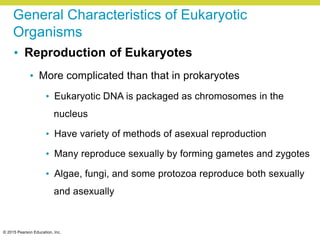 © 2015 Pearson Education, Inc.
General Characteristics of Eukaryotic
Organisms
• Reproduction of Eukaryotes
• More complicated than that in prokaryotes
• Eukaryotic DNA is packaged as chromosomes in the
nucleus
• Have variety of methods of asexual reproduction
• Many reproduce sexually by forming gametes and zygotes
• Algae, fungi, and some protozoa reproduce both sexually
and asexually
 