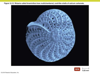 © 2015 Pearson Education, Inc.
Figure 12.12 Rhizaria called foraminifera have multichambered, snail-like shells of calcium carbonate.
 