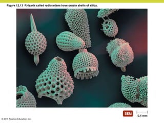© 2015 Pearson Education, Inc.
Figure 12.13 Rhizaria called radiolarians have ornate shells of silica.
 