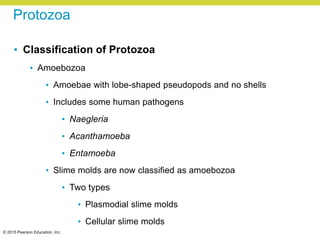 © 2015 Pearson Education, Inc.
Protozoa
• Classification of Protozoa
• Amoebozoa
• Amoebae with lobe-shaped pseudopods and no shells
• Includes some human pathogens
• Naegleria
• Acanthamoeba
• Entamoeba
• Slime molds are now classified as amoebozoa
• Two types
• Plasmodial slime molds
• Cellular slime molds
 