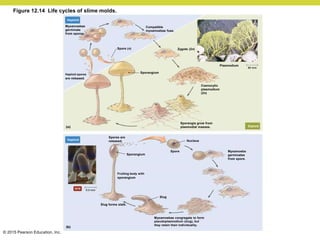 © 2015 Pearson Education, Inc.
Myxamoebae congregate to form
pseudoplasmodium (slug), but
they retain their individuality.
Myxamoeba
germinates
from spore.
Slug forms stalk.
Slug
Fruiting body with
sporangium
Sporangium
Spore
Spores are
released. Nucleus
Sporangia grow from
plasmodial masses.
Coenocytic
plasmodium
(2n)
Plasmodium
Sporangium
Haploid spores
are released.
Zygote (2n)
Compatible
myxamoebae fuse.
Spore (n)
Myxamoebae
germinate
from spores.
Haploid
Diploid
Haploid
Figure 12.14 Life cycles of slime molds.
 
