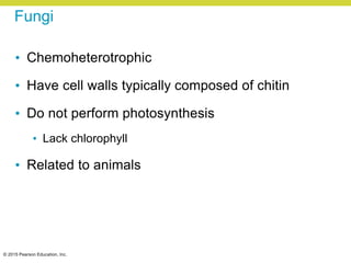 © 2015 Pearson Education, Inc.
Fungi
• Chemoheterotrophic
• Have cell walls typically composed of chitin
• Do not perform photosynthesis
• Lack chlorophyll
• Related to animals
 