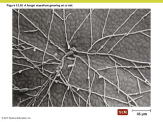© 2015 Pearson Education, Inc.
Figure 12.16 A fungal mycelium growing on a leaf.
 