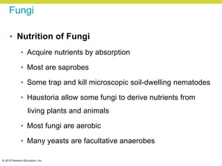 © 2015 Pearson Education, Inc.
Fungi
• Nutrition of Fungi
• Acquire nutrients by absorption
• Most are saprobes
• Some trap and kill microscopic soil-dwelling nematodes
• Haustoria allow some fungi to derive nutrients from
living plants and animals
• Most fungi are aerobic
• Many yeasts are facultative anaerobes
 