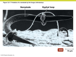 © 2015 Pearson Education, Inc.
Figure 12.17 Predation of a nematode by the fungus Arthrobotrys.
Hyphal loop
Nematode
 