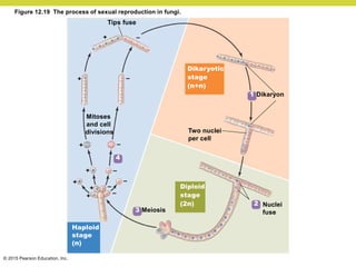 © 2015 Pearson Education, Inc.
Tips fuse
Two nuclei
per cell
Mitoses
and cell
divisions
3 Meiosis
Nuclei
fuse
1 Dikaryon
2
4
Dikaryotic
stage
(n+n)
Diploid
stage
(2n)
Haploid
stage
(n)
+
+
+
+
+
+
+
–
–
–
–
–
–
–
Figure 12.19 The process of sexual reproduction in fungi.
 