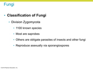 © 2015 Pearson Education, Inc.
Fungi
• Classification of Fungi
• Division Zygomycota
• 1100 known species
• Most are saprobes
• Others are obligate parasites of insects and other fungi
• Reproduce asexually via sporangiospores
 