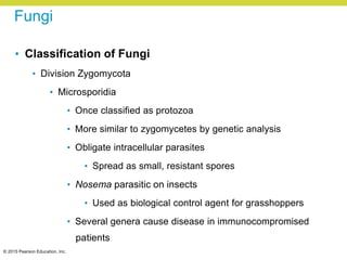 © 2015 Pearson Education, Inc.
Fungi
• Classification of Fungi
• Division Zygomycota
• Microsporidia
• Once classified as protozoa
• More similar to zygomycetes by genetic analysis
• Obligate intracellular parasites
• Spread as small, resistant spores
• Nosema parasitic on insects
• Used as biological control agent for grasshoppers
• Several genera cause disease in immunocompromised
patients
 