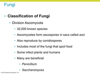 © 2015 Pearson Education, Inc.
Fungi
• Classification of Fungi
• Division Ascomycota
• 32,000 known species
• Ascomycetes form ascospores in sacs called asci
• Also reproduce by conidiospores
• Includes most of the fungi that spoil food
• Some infect plants and humans
• Many are beneficial
• Penicillium
• Saccharomyces
 
