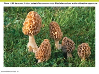 © 2015 Pearson Education, Inc.
Figure 12.21 Ascocarps (fruiting bodies) of the common morel, Morchella esculenta, a delectable edible ascomycete.
 