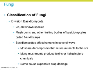 © 2015 Pearson Education, Inc.
Fungi
• Classification of Fungi
• Division Basidiomycota
• 22,000 known species
• Mushrooms and other fruiting bodies of basidiomycetes
called basidiocarps
• Basidiomycetes affect humans in several ways
• Most are decomposers that return nutrients to the soil
• Many mushrooms produce toxins or hallucinatory
chemicals
• Some cause expensive crop damage
 