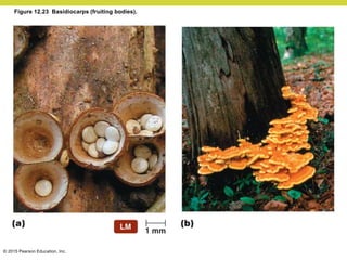 © 2015 Pearson Education, Inc.
Figure 12.23 Basidiocarps (fruiting bodies).
 
