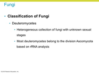 © 2015 Pearson Education, Inc.
Fungi
• Classification of Fungi
• Deuteromycetes
• Heterogeneous collection of fungi with unknown sexual
stages
• Most deuteromycetes belong to the division Ascomycota
based on rRNA analysis
 