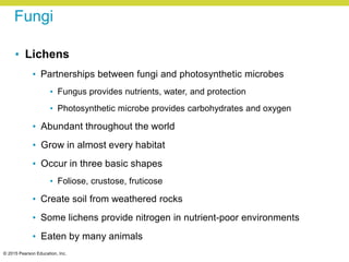 © 2015 Pearson Education, Inc.
Fungi
• Lichens
• Partnerships between fungi and photosynthetic microbes
• Fungus provides nutrients, water, and protection
• Photosynthetic microbe provides carbohydrates and oxygen
• Abundant throughout the world
• Grow in almost every habitat
• Occur in three basic shapes
• Foliose, crustose, fruticose
• Create soil from weathered rocks
• Some lichens provide nitrogen in nutrient-poor environments
• Eaten by many animals
 