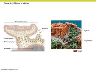 © 2015 Pearson Education, Inc.
Figure 12.25 Makeup of a lichen.
Substrate
Phototrophic layer
Fungal hyphae
Ascocarp of fungus
Soredium
Algal cell
Fungal hyphae
 