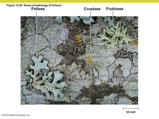 © 2015 Pearson Education, Inc.
Foliose Fruticose
Crustose
Figure 12.26 Gross morphology of lichens.
 