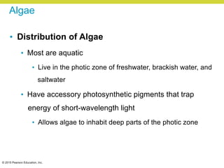 © 2015 Pearson Education, Inc.
Algae
• Distribution of Algae
• Most are aquatic
• Live in the photic zone of freshwater, brackish water, and
saltwater
• Have accessory photosynthetic pigments that trap
energy of short-wavelength light
• Allows algae to inhabit deep parts of the photic zone
 