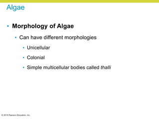© 2015 Pearson Education, Inc.
Algae
• Morphology of Algae
• Can have different morphologies
• Unicellular
• Colonial
• Simple multicellular bodies called thalli
 
