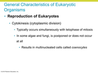 © 2015 Pearson Education, Inc.
General Characteristics of Eukaryotic
Organisms
• Reproduction of Eukaryotes
• Cytokinesis (cytoplasmic division)
• Typically occurs simultaneously with telophase of mitosis
• In some algae and fungi, is postponed or does not occur
at all
• Results in multinucleated cells called coenocytes
 