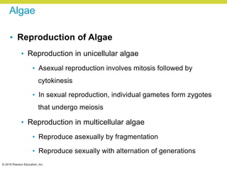 © 2015 Pearson Education, Inc.
Algae
• Reproduction of Algae
• Reproduction in unicellular algae
• Asexual reproduction involves mitosis followed by
cytokinesis
• In sexual reproduction, individual gametes form zygotes
that undergo meiosis
• Reproduction in multicellular algae
• Reproduce asexually by fragmentation
• Reproduce sexually with alternation of generations
 