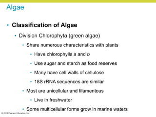 © 2015 Pearson Education, Inc.
Algae
• Classification of Algae
• Division Chlorophyta (green algae)
• Share numerous characteristics with plants
• Have chlorophylls a and b
• Use sugar and starch as food reserves
• Many have cell walls of cellulose
• 18S rRNA sequences are similar
• Most are unicellular and filamentous
• Live in freshwater
• Some multicellular forms grow in marine waters
 