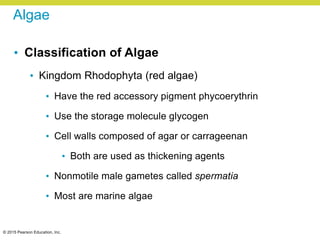 © 2015 Pearson Education, Inc.
Algae
• Classification of Algae
• Kingdom Rhodophyta (red algae)
• Have the red accessory pigment phycoerythrin
• Use the storage molecule glycogen
• Cell walls composed of agar or carrageenan
• Both are used as thickening agents
• Nonmotile male gametes called spermatia
• Most are marine algae
 