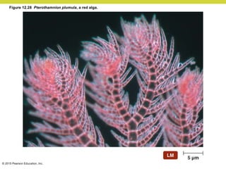 © 2015 Pearson Education, Inc.
Figure 12.28 Pterothamnion plumula, a red alga.
 