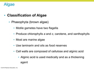 © 2015 Pearson Education, Inc.
Algae
• Classification of Algae
• Phaeophyta (brown algae)
• Motile gametes have two flagella
• Produce chlorophylls a and c, carotene, and xanthophylls
• Most are marine algae
• Use laminarin and oils as food reserves
• Cell walls are composed of cellulose and alginic acid
• Alginic acid is used medically and as a thickening
agent
 