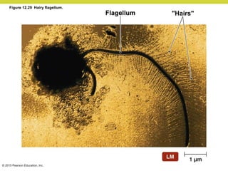 © 2015 Pearson Education, Inc.
Figure 12.29 Hairy flagellum.
"Hairs"
Flagellum
 