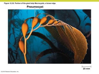 © 2015 Pearson Education, Inc.
Pneumocyst
Figure 12.30 Portion of the giant kelp Macrocystis, a brown alga.
 