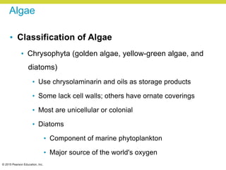 © 2015 Pearson Education, Inc.
Algae
• Classification of Algae
• Chrysophyta (golden algae, yellow-green algae, and
diatoms)
• Use chrysolaminarin and oils as storage products
• Some lack cell walls; others have ornate coverings
• Most are unicellular or colonial
• Diatoms
• Component of marine phytoplankton
• Major source of the world's oxygen
 
