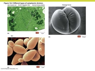 © 2015 Pearson Education, Inc.
Figure 12.2 Different types of cytoplasmic division.
Vesicles forming cellplate
Nuclei of daughter cells
Wall of parent cell Cleavage furrow
Bud
 