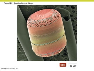 © 2015 Pearson Education, Inc.
Figure 12.31 Coscinodiscus, a diatom.
 