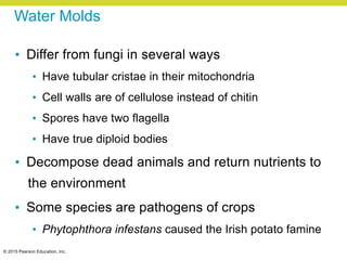 © 2015 Pearson Education, Inc.
Water Molds
• Differ from fungi in several ways
• Have tubular cristae in their mitochondria
• Cell walls are of cellulose instead of chitin
• Spores have two flagella
• Have true diploid bodies
• Decompose dead animals and return nutrients to
the environment
• Some species are pathogens of crops
• Phytophthora infestans caused the Irish potato famine
 